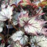 Begonia Bewitched Lavender P10begblv - Garden Express Australia