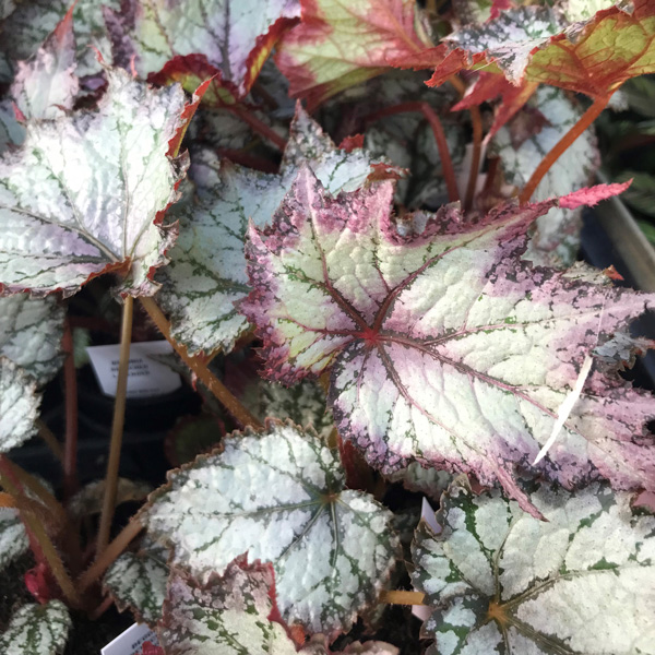 Begonia Bewitched Lavender