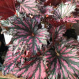 Begonia Bewitched Red Black