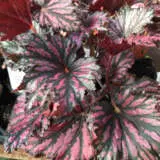 Begonia Bewitched Red Blackp10begbrb - Garden Express Australia