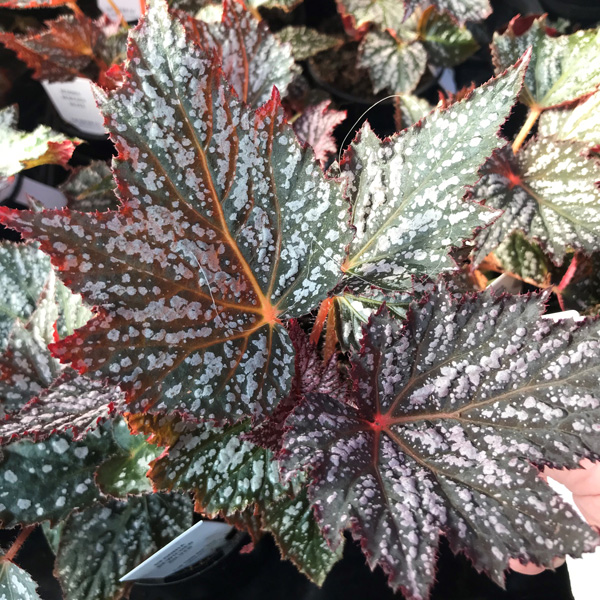 Begonia Bewitched Silver