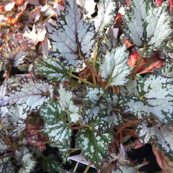 Begonia Bewitched White