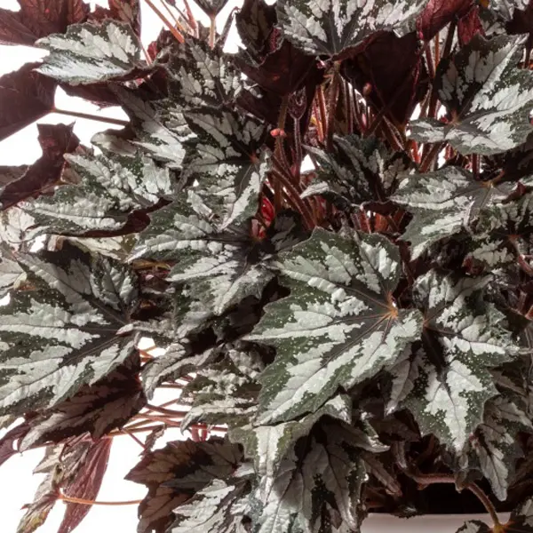 Begonia Bewitched Wintergreen