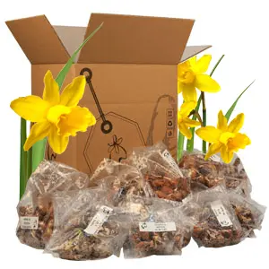 Mystery Box Daffodil Bulb Pack