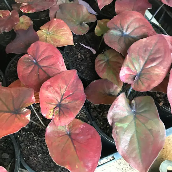 Caladium Burgandy Nights