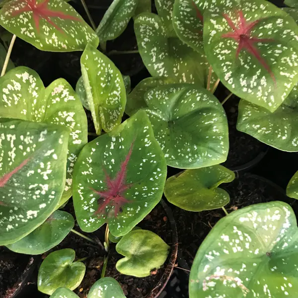 Caladium Colourful