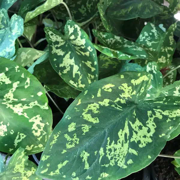 Caladium Hilo Beauty