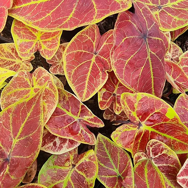 Caladium New Wave