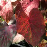 Caladium Scarlet P10calsca - Garden Express Australia