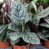 Calathea Pinstripe P10calpst - Garden Express Australia