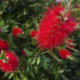 Callistemon Endeavour Lpocalend - Garden Express Australia