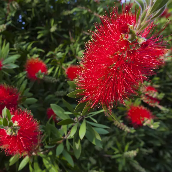 Callistemon Endeavour