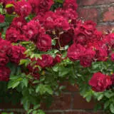 Climbing Rose Black Boy Roscbbo - Garden Express Australia