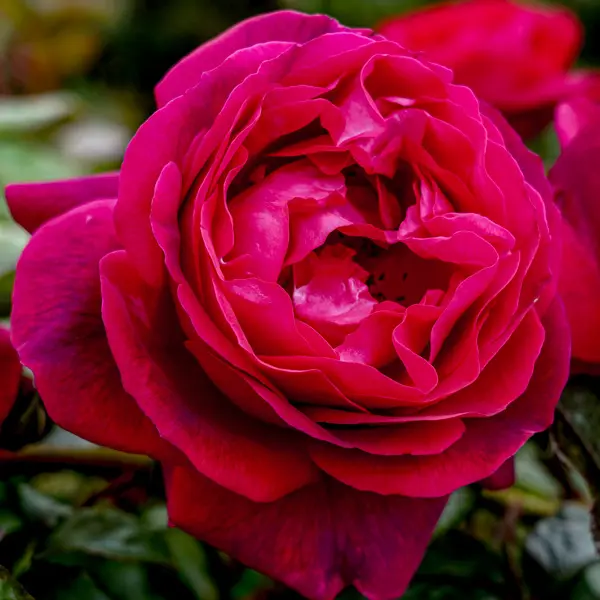 Climbing Rose Ultraviolet