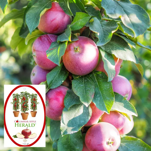 Columnar Apple Herald (Pbr)