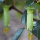 Correa Baeuerlenii By Dr David Midgley Public Domain Via Wiki Lpocorbch - Garden Express Australia