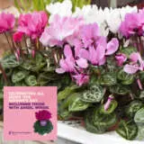 Cyclamen Mothers Halo Pink P10cycmhp - Garden Express Australia