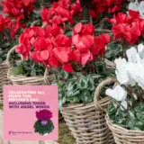 Cyclamen Mothers Halo Red P10cycmhr - Garden Express Australia