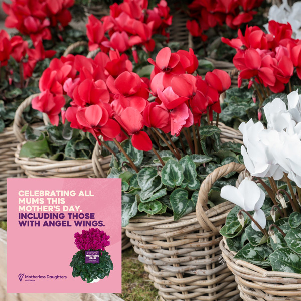Cyclamen Mothers Halo Red