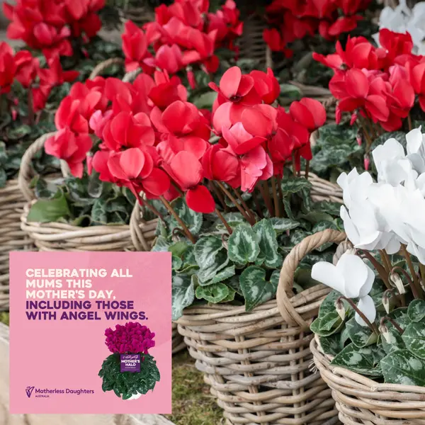 Cyclamen Mothers Halo Red