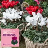 Cyclamen Mothers Halo White 68mm Cyclamen Mothers Halo White 68mm
