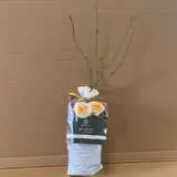 David Austin Rose Molineux David Austin Rose Molineux