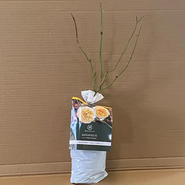 David Austin Rose Molineux