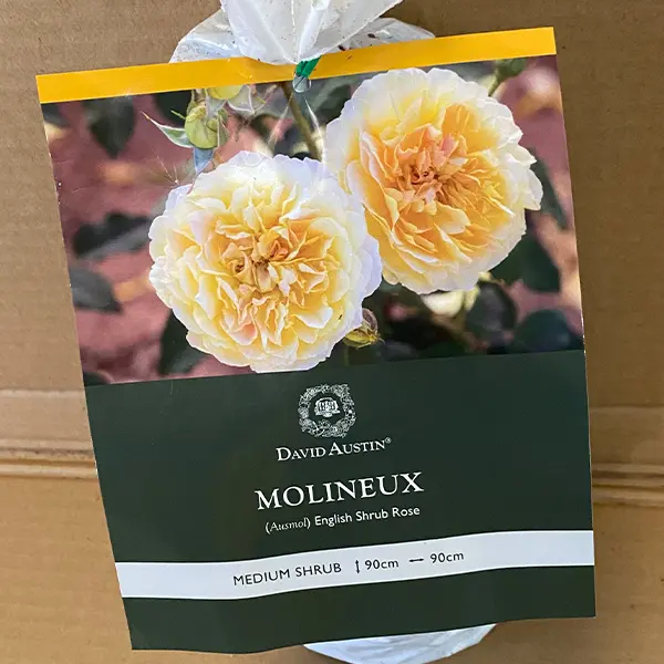David Austin Rose Molineux