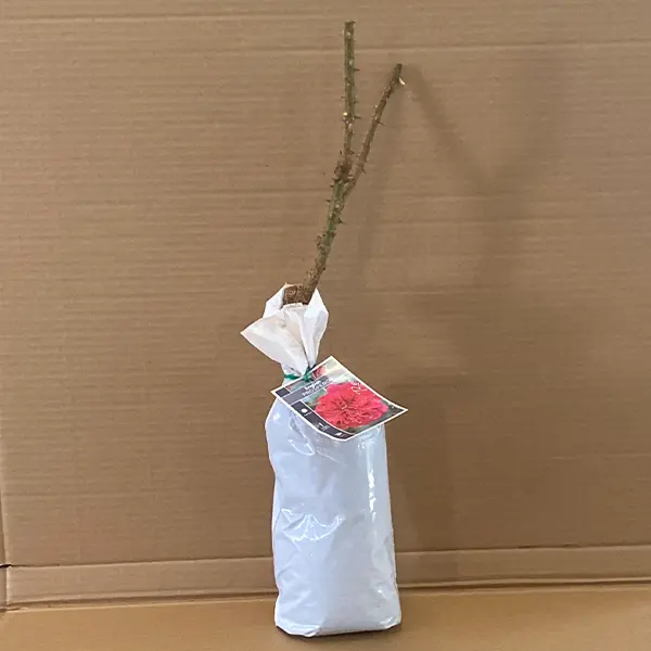 English Shrub Rose Prospero English Shrub Rose Prospero