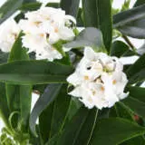 Daphne Perfume Princess White P14dapppw - Garden Express Australia