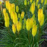 Kniphofia Dorset Sentry P75knidse - Garden Express Australia