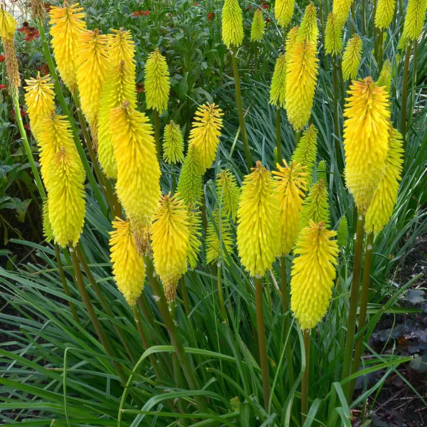 Kniphofia Dorset Sentry