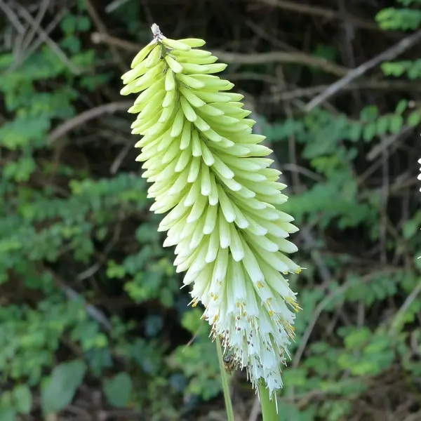 Kniphofia Ice Queen