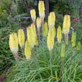Kniphofia Little Maid P75knilma - Garden Express Australia
