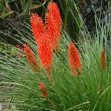 Kniphofia Nancys Red P75kninre - Garden Express Australia