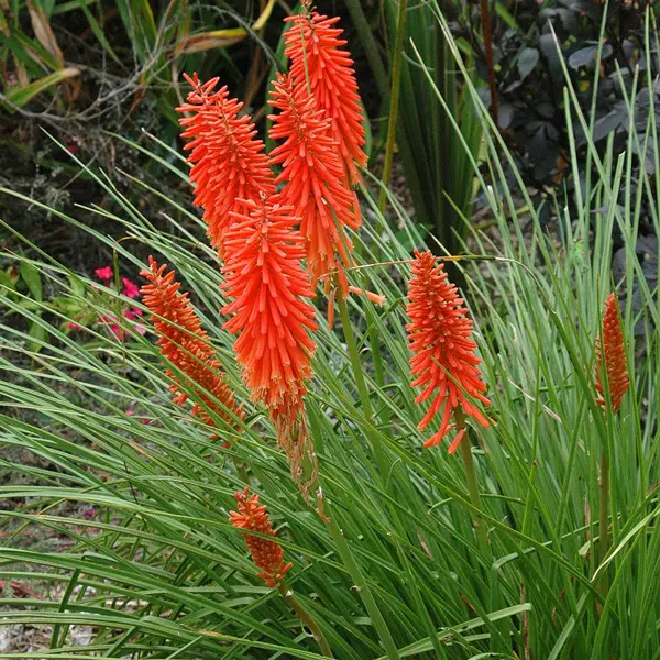 Kniphofia Nancys Red