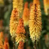 Kniphofia Tawny King - Garden Express Australia