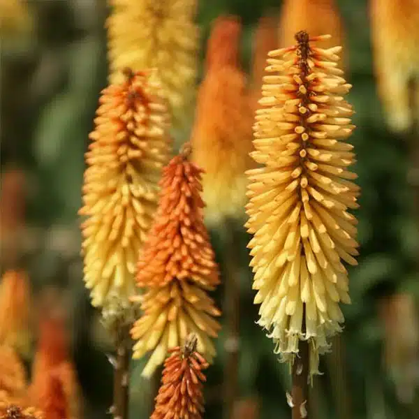Kniphofia Tawny King