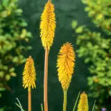 Kniphofia Wrexham Buttercup P75kniwbu - Garden Express Australia