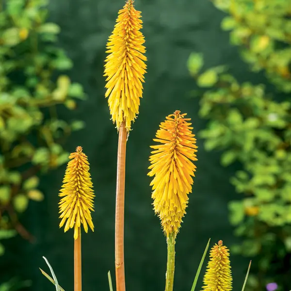 Kniphofia Wrexham Buttercup