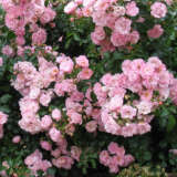 Patio Rose Flower Carpet Appleblossom
