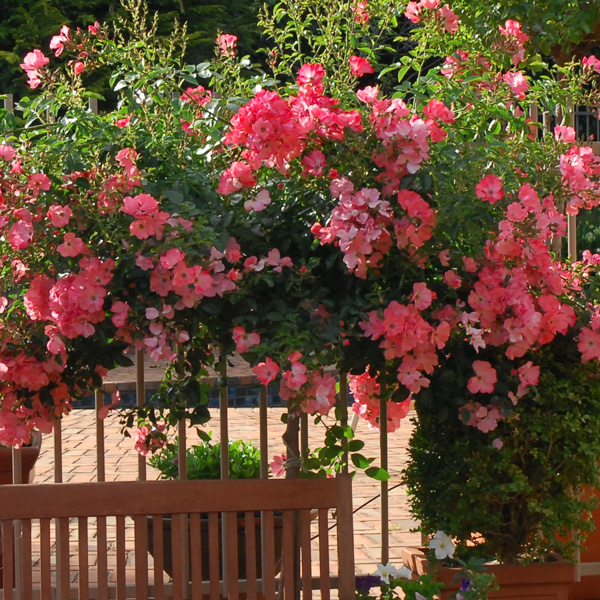 Patio Rose Flower Carpet Coral Garden Express