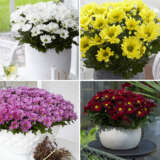 Pot Mum Chrysanthemum Breeze Collection Colpmubco - Garden Express Australia