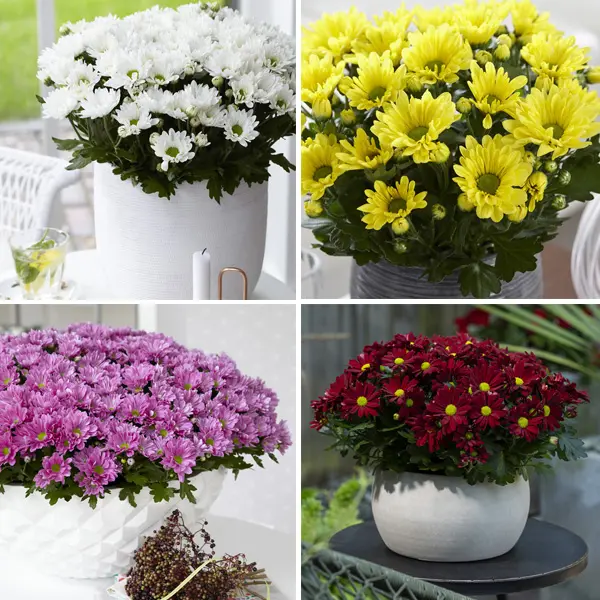 Pot Mum Chrysanthemum Breeze Collection 1 Pot Mum Chrysanthemum Breeze Collection 1