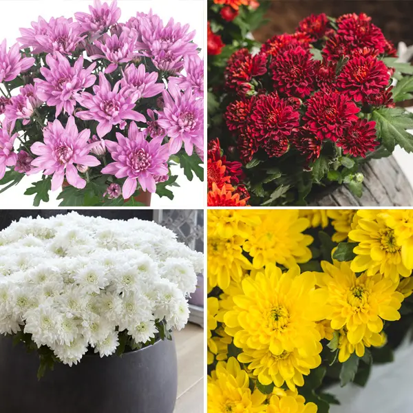 Pot Mum Chrysanthemum Chrystal Collection 1 Pot Mum Chrysanthemum Chrystal Collection 1