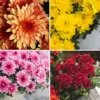 How to Grow Chrysanthemums in Pots Pot Mum Chrysanthemum Chrystal Collection Colpmucco - Garden Express Australia