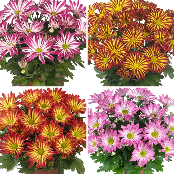 Pot Mum Chrysanthemum Novelty Collection Pot Mum Chrysanthemum Novelty Collection