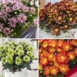 Pot Mum Chrysanthemum Novelty Collection Colpmunco - Garden Express Australia