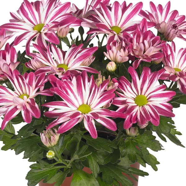Pot Mum Chrysanthemum Novelty Collection Pot Mum Chrysanthemum Novelty Collection