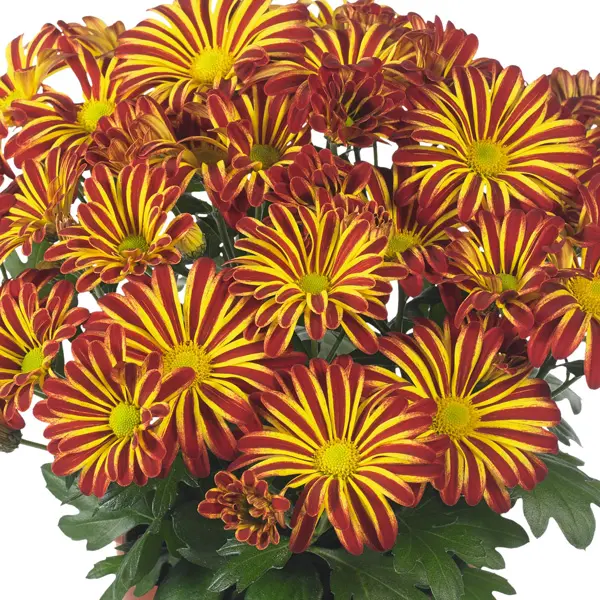 Pot Mum Chrysanthemum Novelty Collection Pot Mum Chrysanthemum Novelty Collection